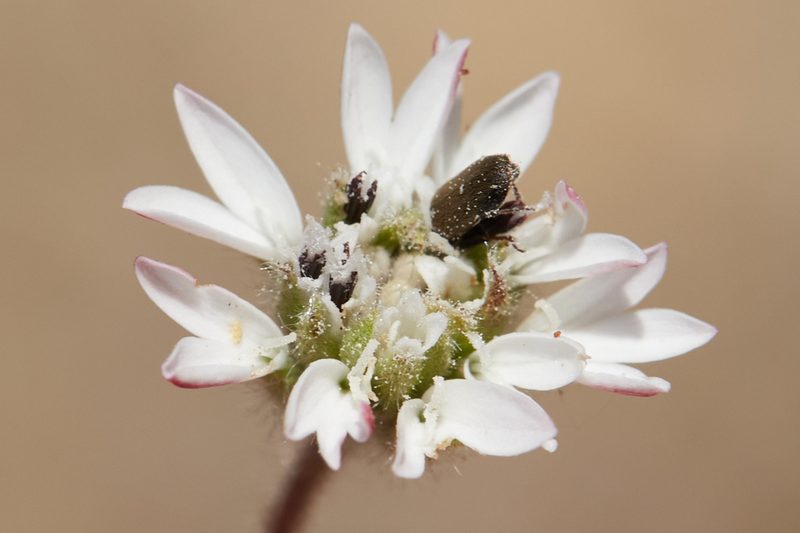 Holozonia filipes, photographed by Ken-ichi Ueda