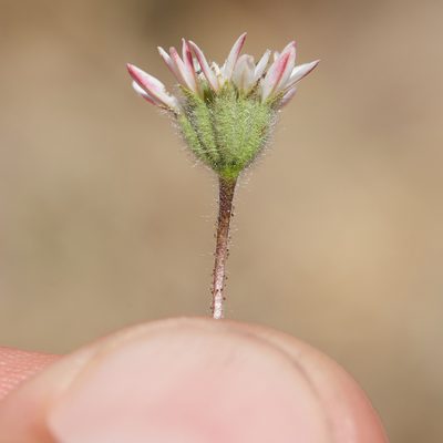 Holozonia filipes, photographed by Ken-ichi Ueda