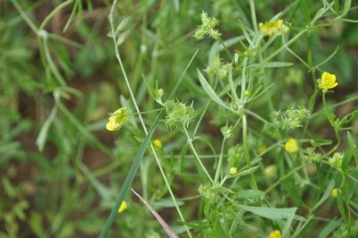 Ranunculus arvensis, photographed by Josep Gesti