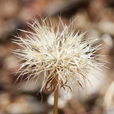 Microseris sylvatica, photographed by Ken-ichi Ueda