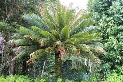 Cycas thouarsii, photographed by Michael A. Alcorn