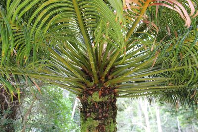 Cycas thouarsii, photographed by Michael A. Alcorn
