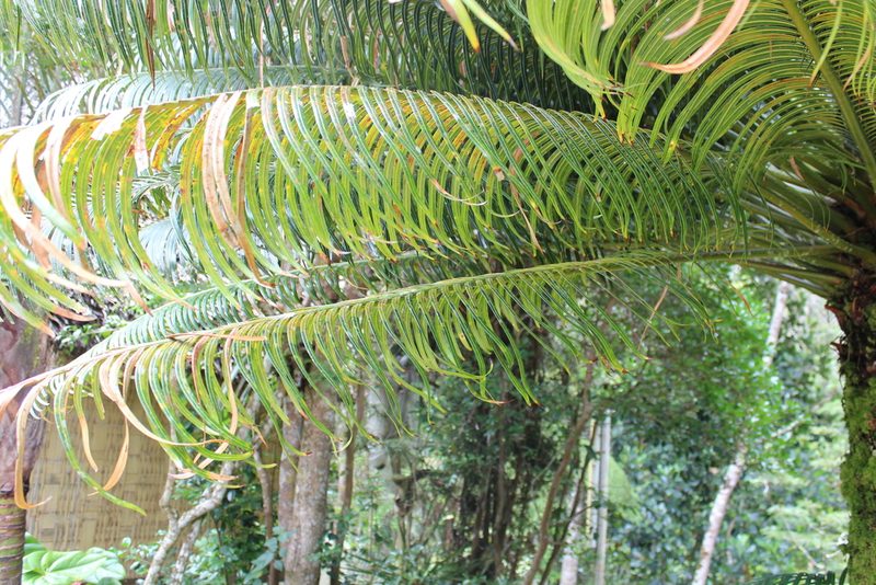 Cycas thouarsii, photographed by Michael A. Alcorn