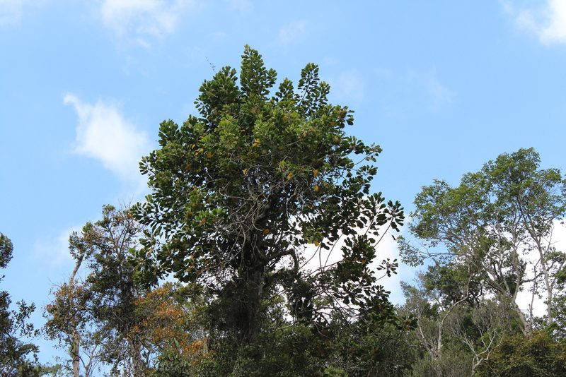 Dilobeia thouarsii, photographed by Michael A. Alcorn