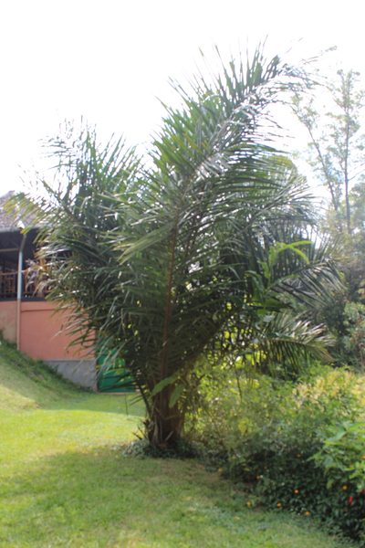Raphia farinifera, photographed by Michael A. Alcorn
