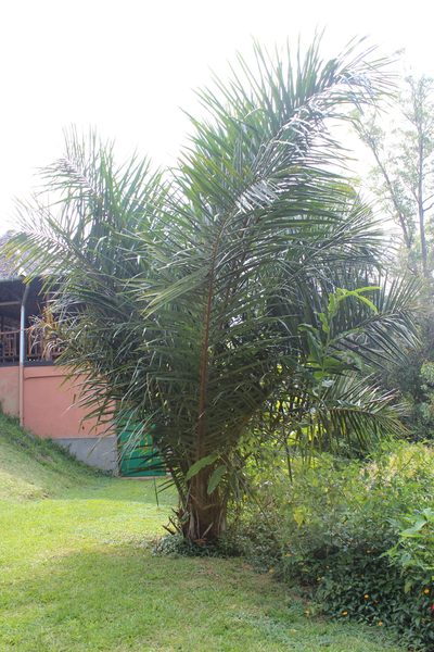Raphia farinifera, photographed by Michael A. Alcorn