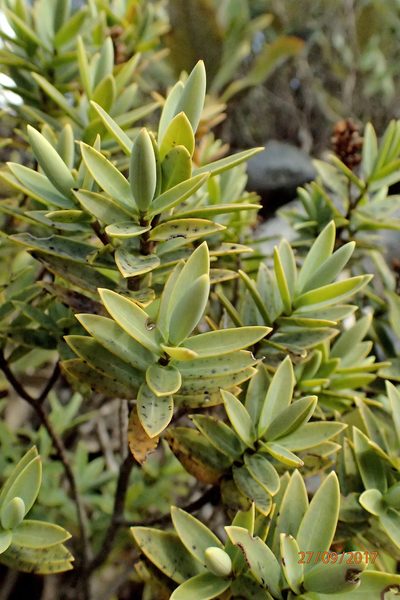 Veronica albicans, photographed by Duncan Cunningham