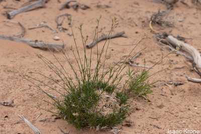 Eremogone eastwoodiae, photographed by Isaac Krone