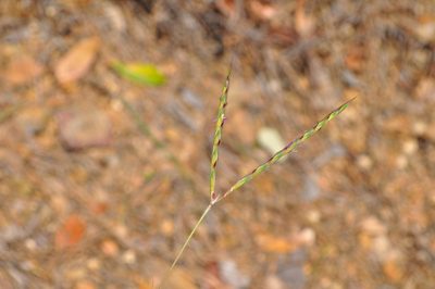 Andropogon distachyos, photographed by Josep Gesti