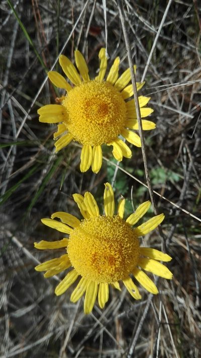 Lepidophorum repandum, photographed by Júlio Reis