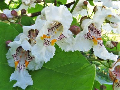 Catalpa bignonioides, photographed by Annika Lindqvist