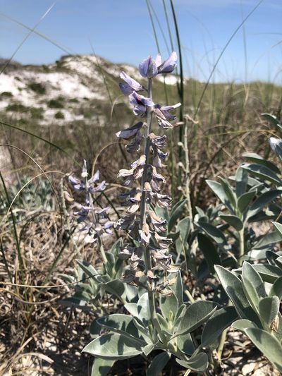 Lupinus westianus, photographed by Curtis Hansen