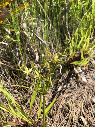 Cyperus lecontei, photographed by Curtis Hansen