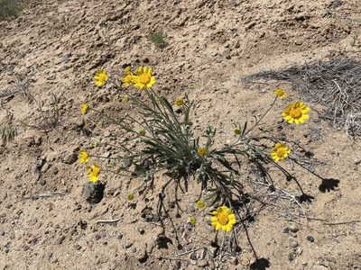 Tetraneuris ivesiana, photographed by Bobby McCabe