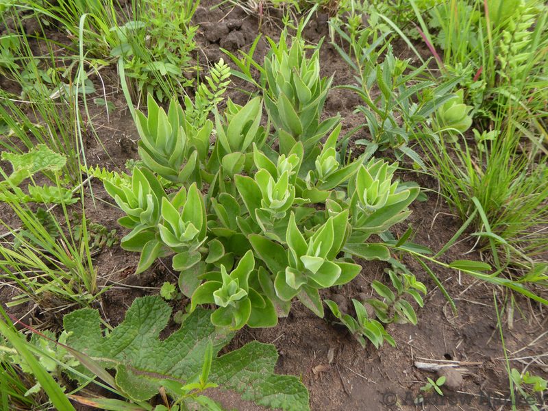 Crassula crenulata, photographed by Andrew Hankey