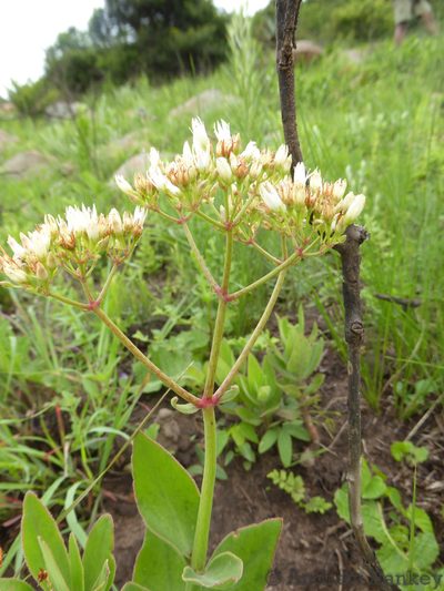 Crassula crenulata, photographed by Andrew Hankey