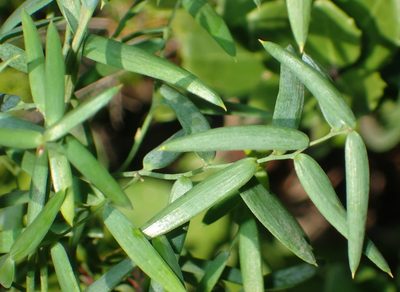 Asparagus volubilis, photographed by Nicola van Berkel
