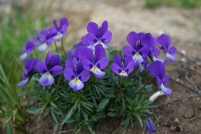 Viola declinata, photographed by xulescu_g