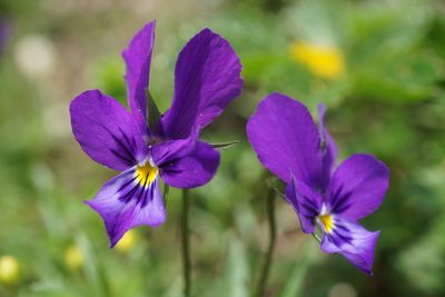 Viola declinata, photographed by xulescu_g