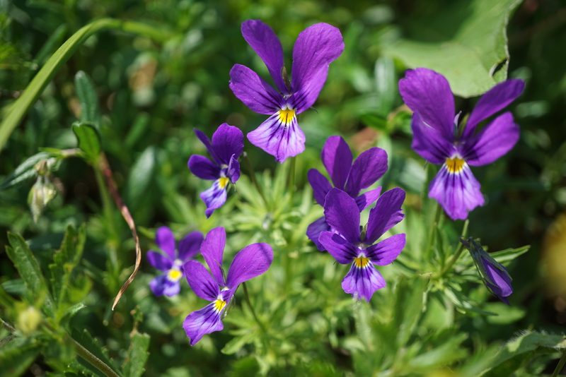 Viola declinata, photographed by xulescu_g