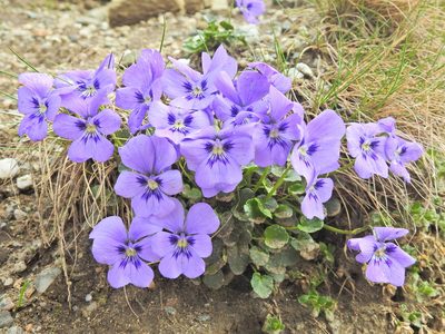 Viola alpina, photographed by xulescu_g