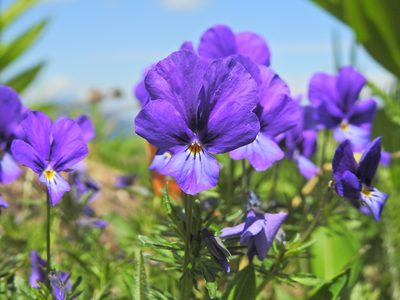 Viola declinata, photographed by xulescu_g