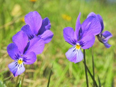 Viola declinata, photographed by xulescu_g