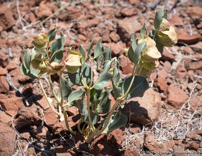 Mirabilis alipes, photographed by Tim Messick
