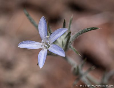 Eriastrum wilcoxii, photographed by Tim Messick
