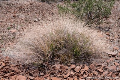 Brickellia microphylla, photographed by Tim Messick
