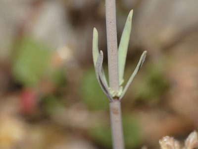 Linaria simplex, photographed by Yves Bas