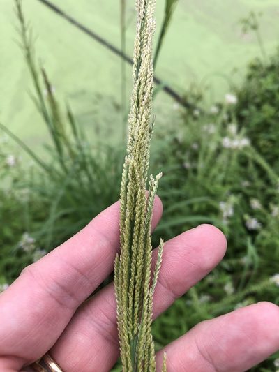 Leptochloa nealleyi, photographed by Sam Kieschnick
