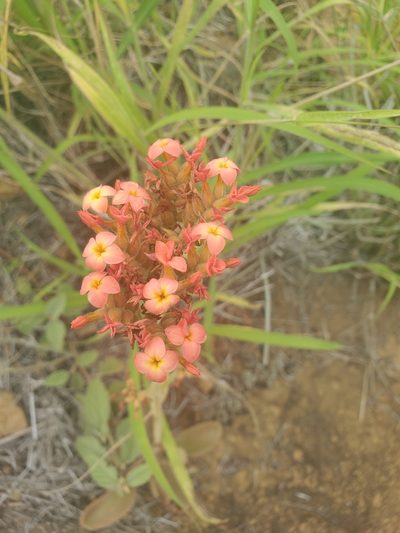 Kalanchoe lateritia, photographed by Maura