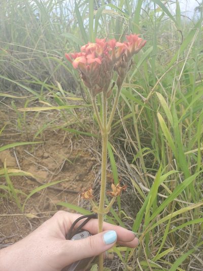 Kalanchoe lateritia, photographed by Maura