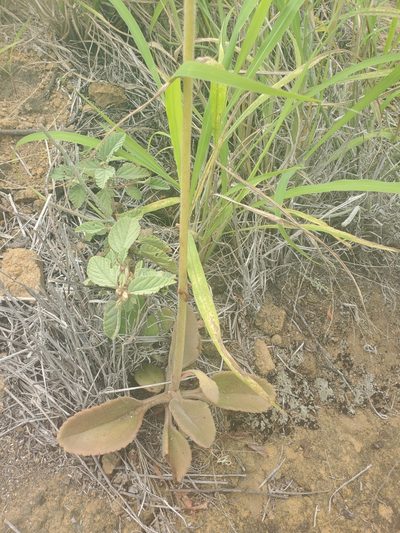 Kalanchoe lateritia, photographed by Maura
