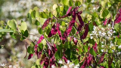 Cercis occidentalis, photographed by mdhancher
