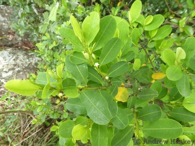 Erythroxylum pictum, photographed by Andrew Hankey