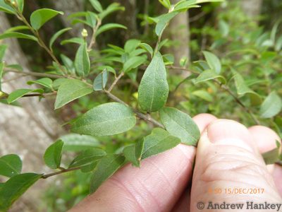 Cryptocarya wyliei, photographed by Andrew Hankey