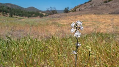 Delphinium hesperium, photographed by mdhancher