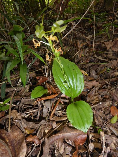 Liparis bowkeri, photographed by Andrew Hankey