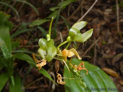 Liparis bowkeri, photographed by Andrew Hankey