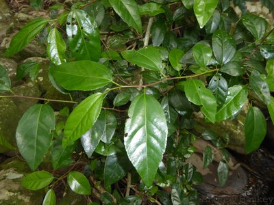 Grewia pondoensis, photographed by Andrew Hankey