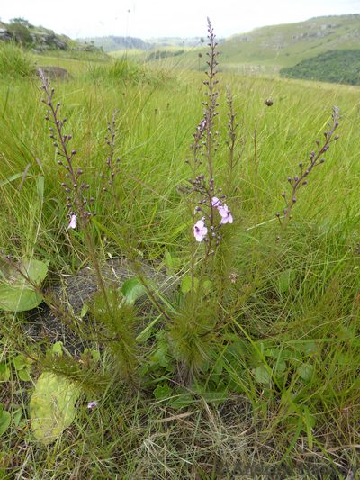 Sopubia simplex, photographed by Andrew Hankey