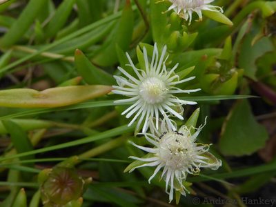 Delosperma crassuloides, photographed by Andrew Hankey