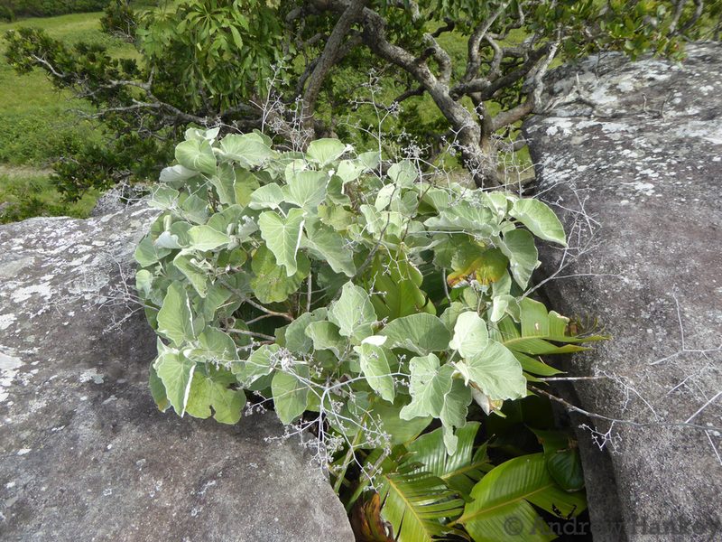Helichrysum populifolium, photographed by Andrew Hankey