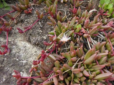 Delosperma subpetiolatum, photographed by Andrew Hankey