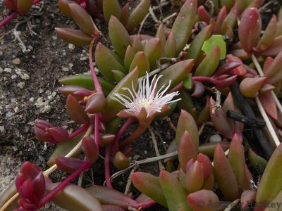 Delosperma subpetiolatum, photographed by Andrew Hankey