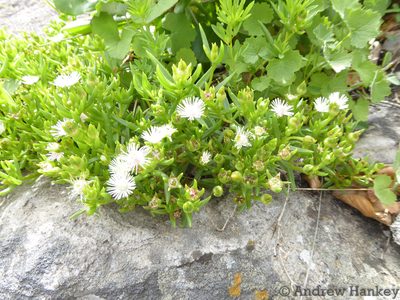Delosperma pondoense, photographed by Andrew Hankey