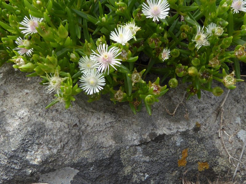Delosperma pondoense, photographed by Andrew Hankey