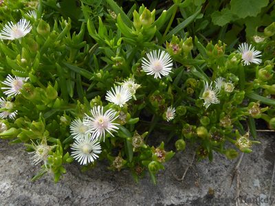 Delosperma pondoense, photographed by Andrew Hankey